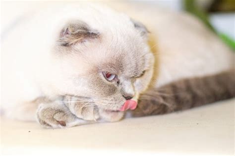 Cat Grooming Paws Close Up Indoor A White And Gray Scottish Fold Cat