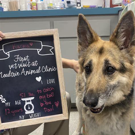 Moultrie Animal Clinic | Saint Augustine FL
