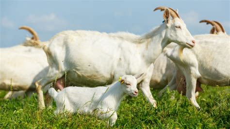 Manejo Alimentar Dos Caprinos MAB Mundo Agro Brasil