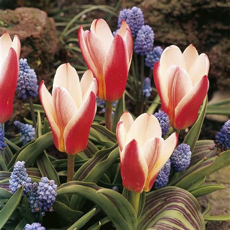 Kaufmanniana Tulip Hearts Delight Bulb Dwarf And Early Botanical