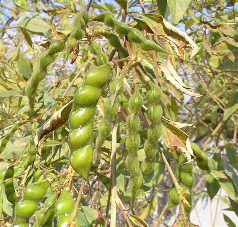 cajanus cajan pigeon pea cajanus indicus