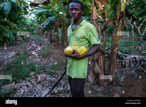 Cocoa plantation africa hi-res stock photography and images - Alamy