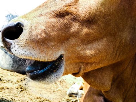605 Cow Open Mouth Stock Photos Free And Royalty Free Stock Photos From