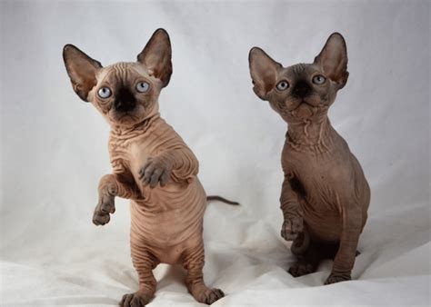 Sphynx Fakta Om Kattrasen Sphynx Ven Kallad Nakenkatt