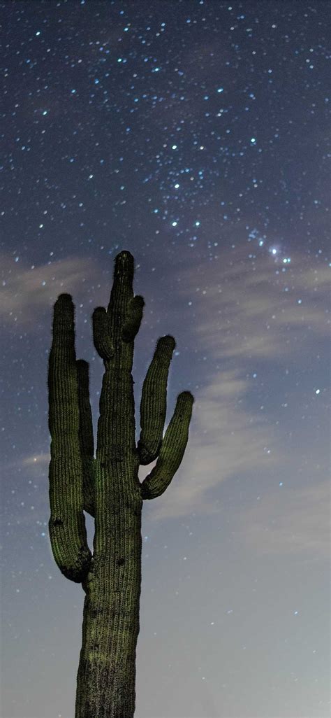 Cactus Wallpaper - iXpap