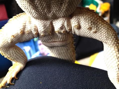 Male Dragon With Femoral Pores Wont Away • Bearded Dragon Org