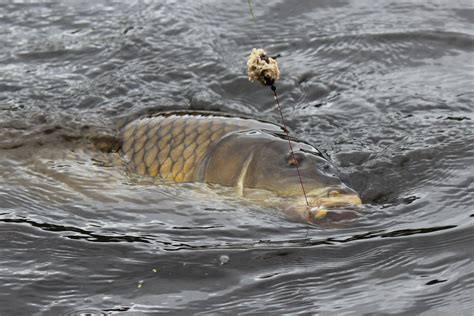 Rhode Island Carp Fishing Ri Record Carp Biggest Freshwater Fish Ever