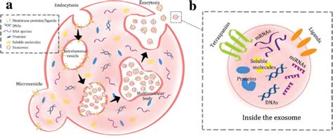 Biogenesis And Release Of Extracellular Vesicles Both Microvesicles