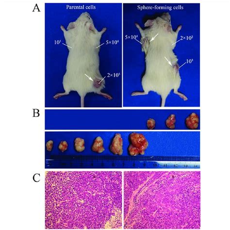 Tumorigenicity Experiments Of Plc Prf 5 Sphere Forming Cells And