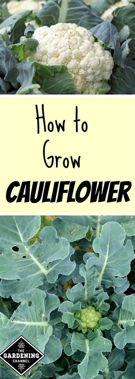 How To Grow Cauliflower Gardening Channel Growing Cauliflower