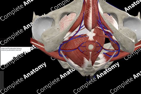 Internal Pudendal Artery Complete Anatomy