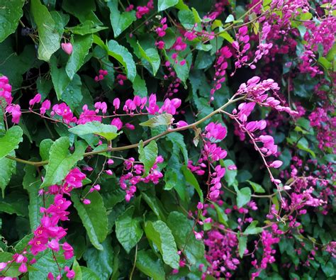 Drought-tolerant climbing vines – 7 sun loving…