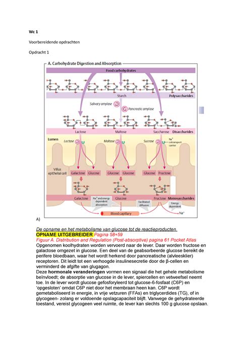 Werkgroep Uitwerkingen Metabolisme En Voeding Wc Voorbereidende