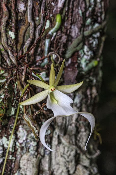 rare ghost orchid  grows  swamps photograph  larry richardson