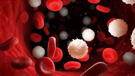 Netrin-1 Rescues Blood Stem Cells in Mice | Lifespan.io