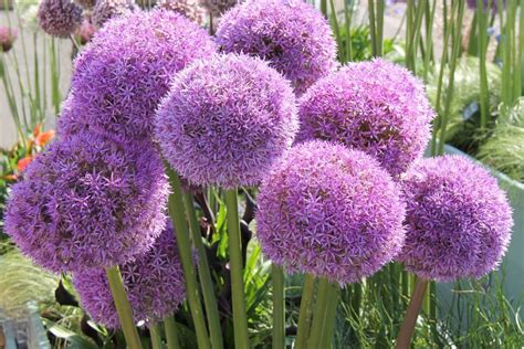 Alliums Florissa