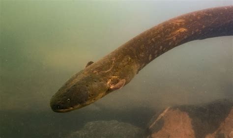 A new species of electric eel produces the highest voltage discharge of