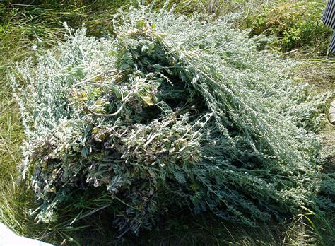 Полынь Обыкновенная Аллергия На Полынь – Telegraph