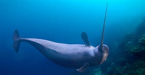 Narwhals Myths Legends And Facts