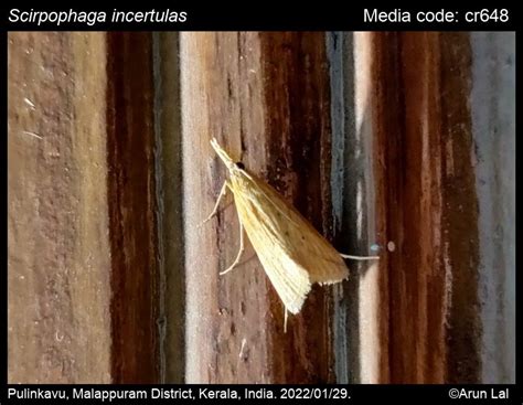 Scirpophaga Incertulas Walker 1863 Yellow Stem Borer Moths