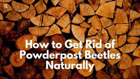 Powder Post Beetles In Furniture