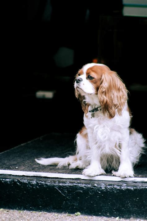 Tan and White Cavalier King Charles SpanielFree Stock Photo