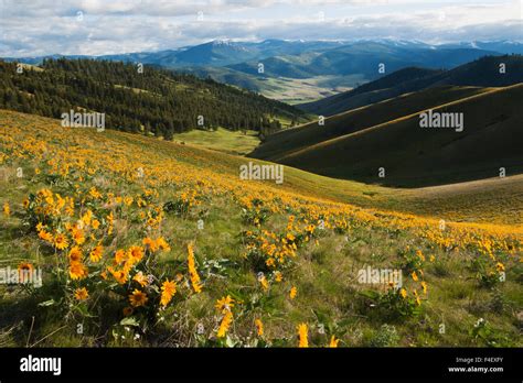 Bison Range Montana Stock Photo Alamy