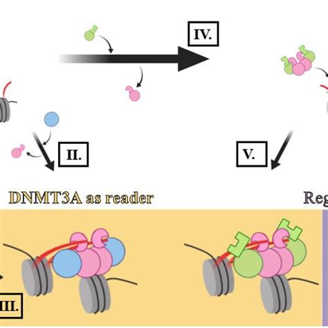 Dnmt L And H Tails Bind Distinct Surfaces On Dnmt A For Modulation Of