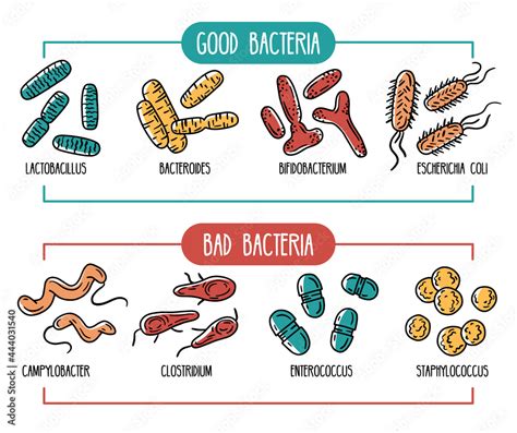 Good And Bad Bacteria Of The Intestines And Digestive Tract Vector