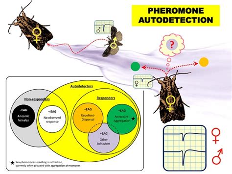 Insects Free Full Text Pheromone Autodetection Evidence And Implications