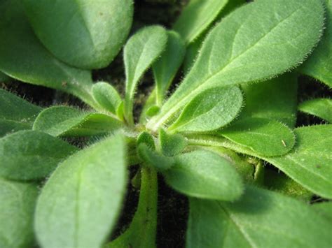 Когда сеять петунию на рассаду