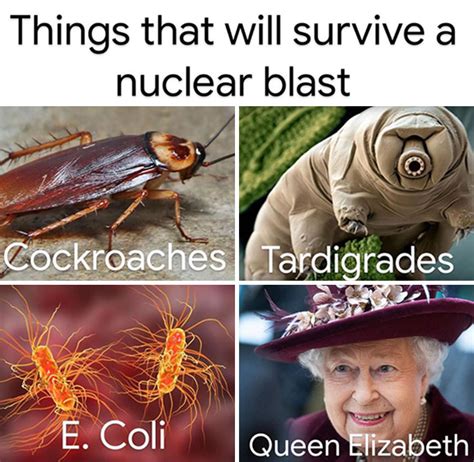 Fourteen Queen Elizabeth Memes That Will Never Die - Memebase - Funny Memes