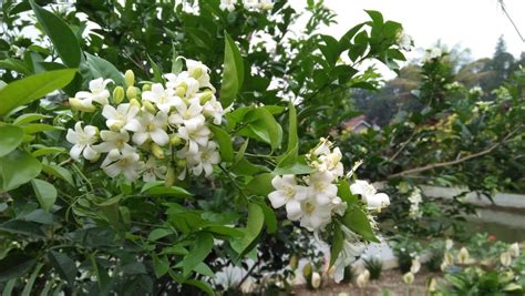 Tipos De Flores Y Su Significado Conoce El Alma De La Naturaleza Aepjp