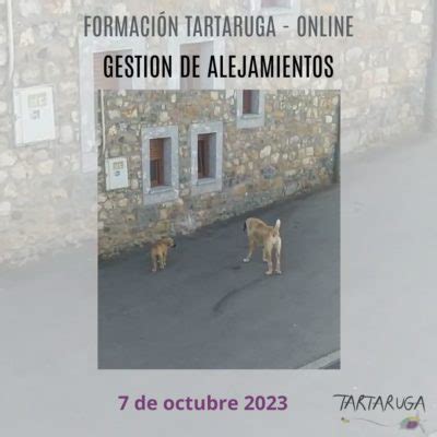 Tartaruga Educaci Canina Gesti N De Alejamientos En Perros