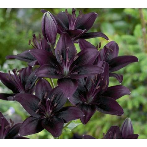 Лилия Блэк Шарм: описание и характеристики сорта, особенности посадки и ...