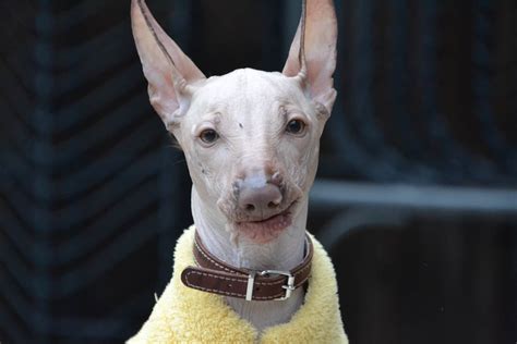 EVERYTHING YOU NEED TO KNOW ABOUT HAIRLESS DOG BREEDS – COUNTRYLIVING