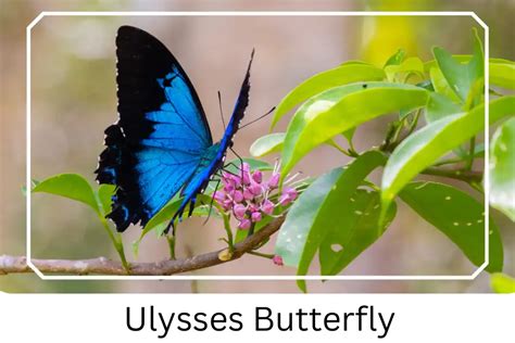 Ulysses Butterfly: Identification, Facts, Pictures, 41% OFF