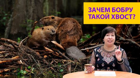 Про хвост бобра и не только. Наталья Носова - YouTube
