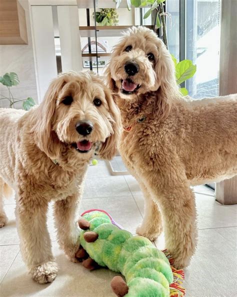 full grown goldendoodle guide size age fully grown