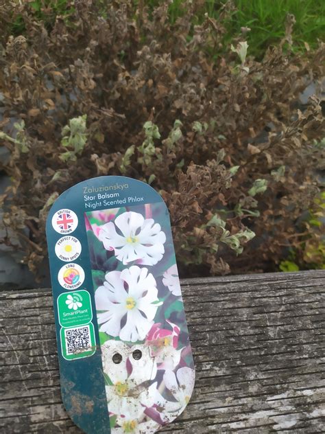 Star Balsam looks unhealthy : r/UKGardening