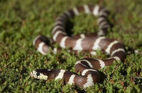 California Kingsnake Care Appearance Temperament And Enclosure