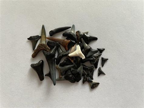 Best Places To Find Sharks Teeth In Florida