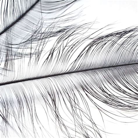 Ostrich Feather Drawing At Getdrawings Free Download