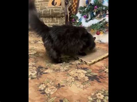 Кот в восторге, перестал драть диван!😻👍 - YouTube