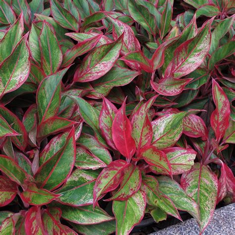 Aglaonema Lipstick Plant Santhi Online Plants Nursery