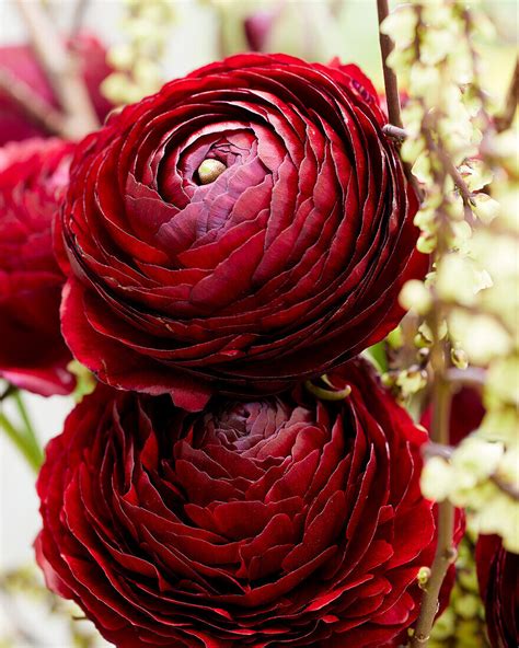 Ranunkel Ranunculus Burgundy Bild Kaufen