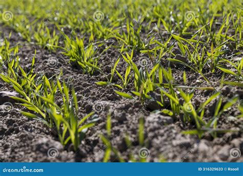 Wheat Field With Green Grass In Sunny Weather Stock Image Image Of Cultivation Nature 316329633