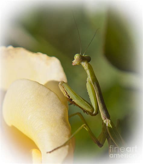 Praying Mantis Photograph By Tony Reilly Fine Art America