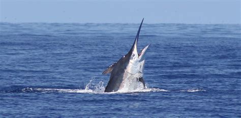 locations charters australian marlin viking ii marlin fishing