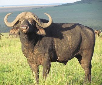 Bufalo - Mille Animali
